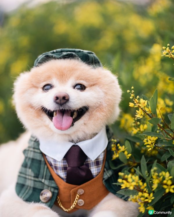 男士必備｜超高質寵物西裝套裝