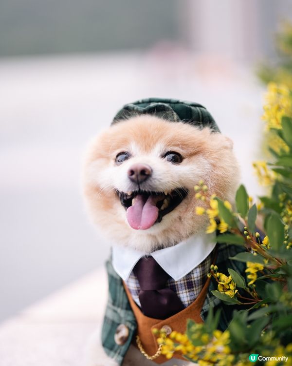 男士必備｜超高質寵物西裝套裝