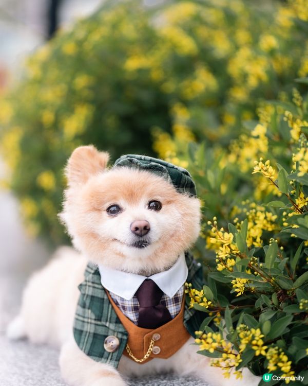 男士必備｜超高質寵物西裝套裝