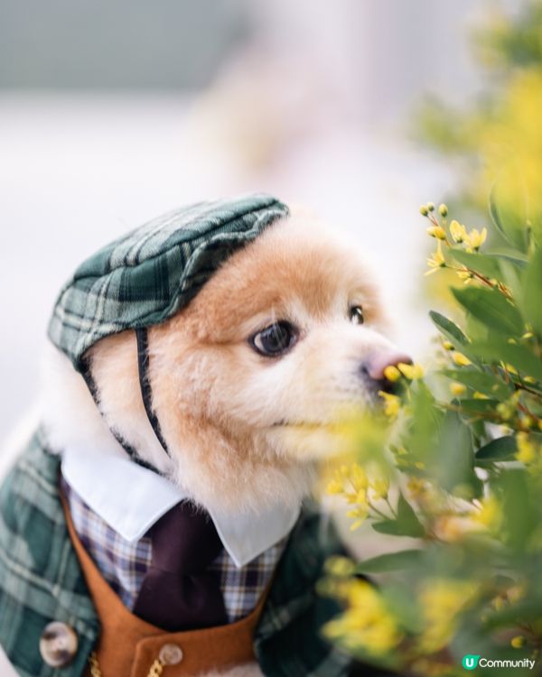 男士必備｜超高質寵物西裝套裝