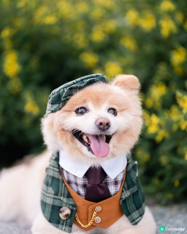 男士必備｜超高質寵物西裝套裝