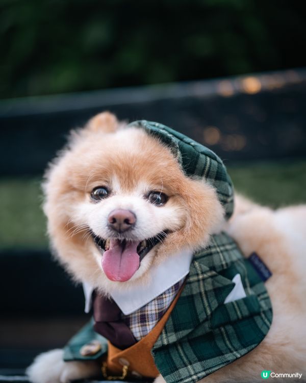 男士必備｜超高質寵物西裝套裝