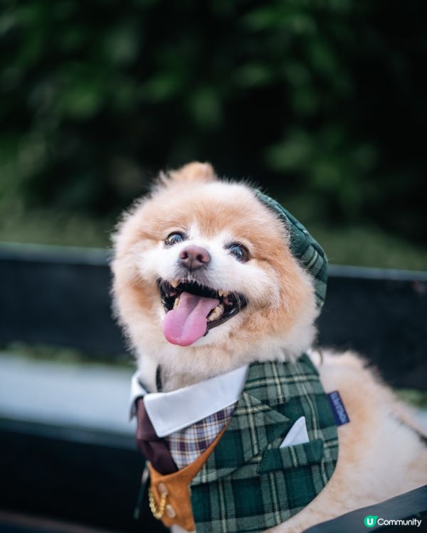 男士必備｜超高質寵物西裝套裝