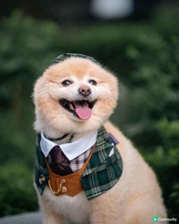 男士必備｜超高質寵物西裝套裝