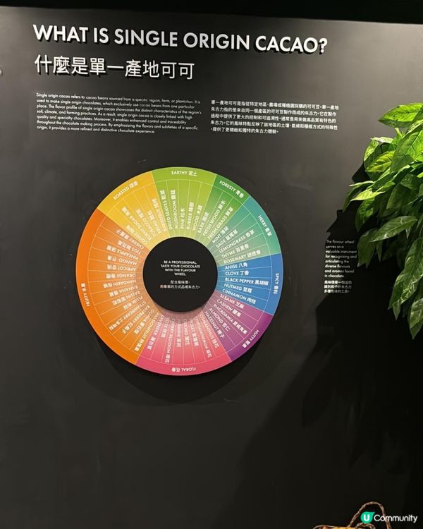 今站係白沙道既Cacao Lab