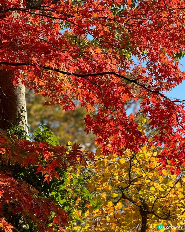🗺️《開始plan吓》秋日日落美景 🎌 函館·五稜郭塔🗼