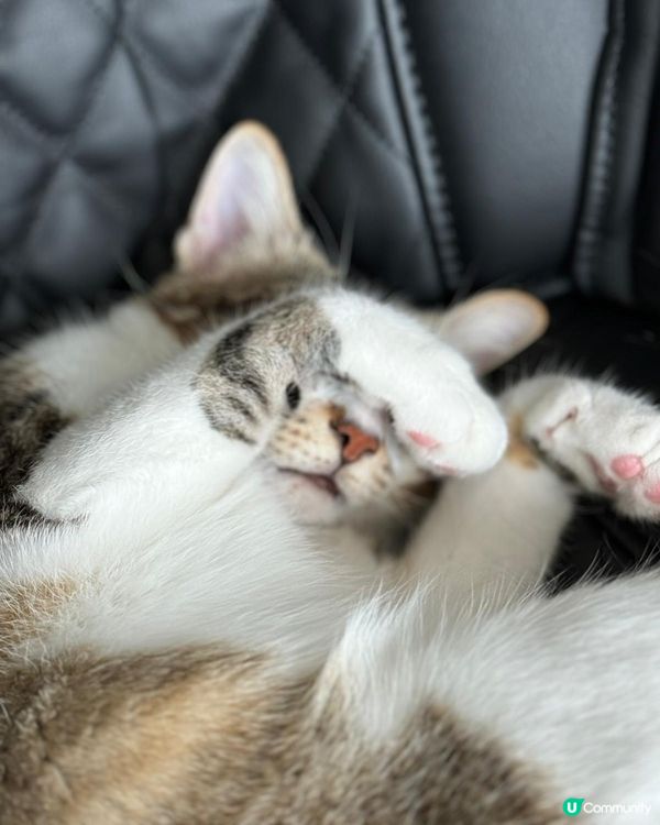 叮叮話今日好曬好熱呀！