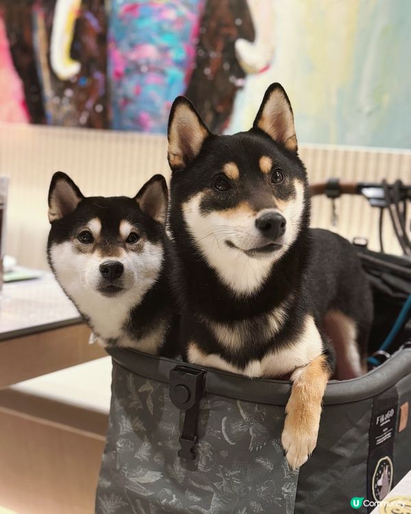 泰式邊爐新店試食😋 冬陰功椰奶雙併鍋正到爆！