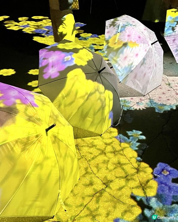 日本最早的紅葉～層雲峽✨期間限定燈飾互動裝置‼️