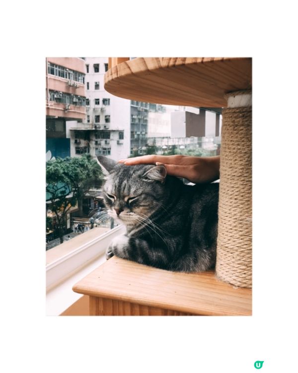 夏日熱辣辣&愛貓之選♡