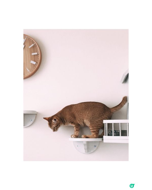 夏日熱辣辣&愛貓之選♡