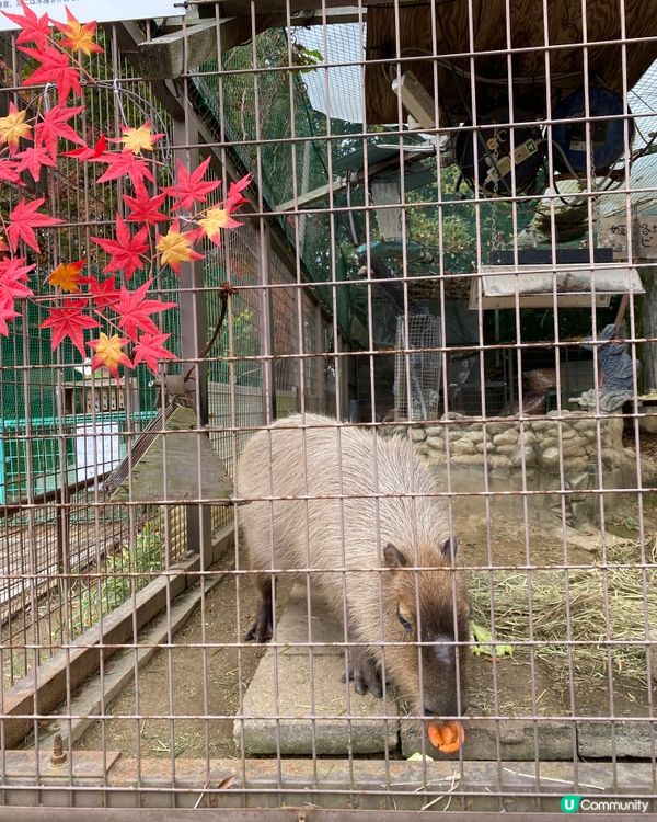 🗺️《日本國寶級之首》🍁秋祭 姬路城🏯及好古園🎋