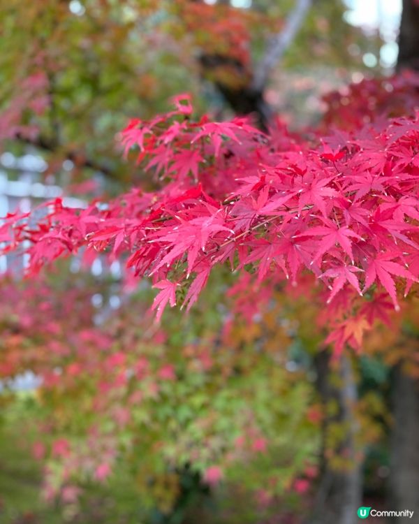 🗺️《日本國寶級之首》🍁秋祭 姬路城🏯及好古園🎋