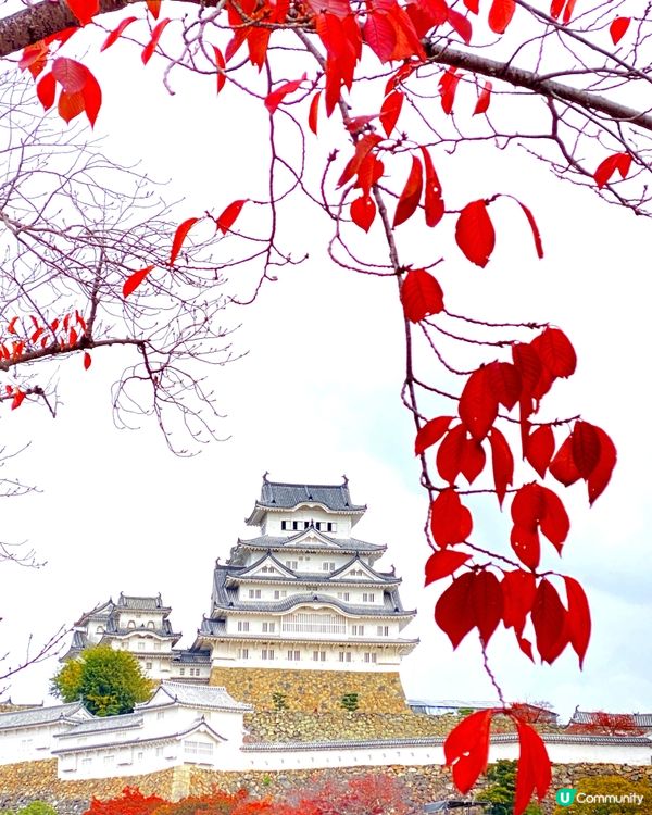 🗺️《日本國寶級之首》🍁秋祭 姬路城🏯及好古園🎋