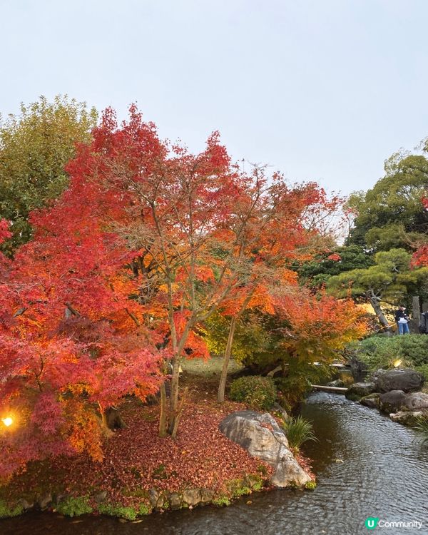 🗺️《日本國寶級之首》🍁秋祭 姬路城🏯及好古園🎋