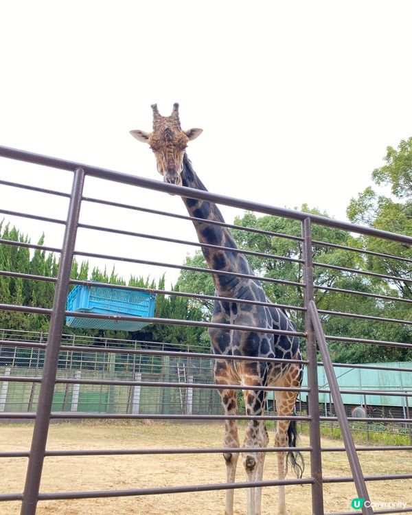 🗺️《日本國寶級之首》🍁秋祭 姬路城🏯及好古園🎋