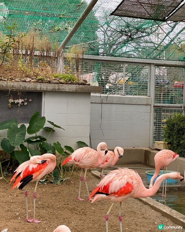🗺️《日本國寶級之首》🍁秋祭 姬路城🏯及好古園🎋