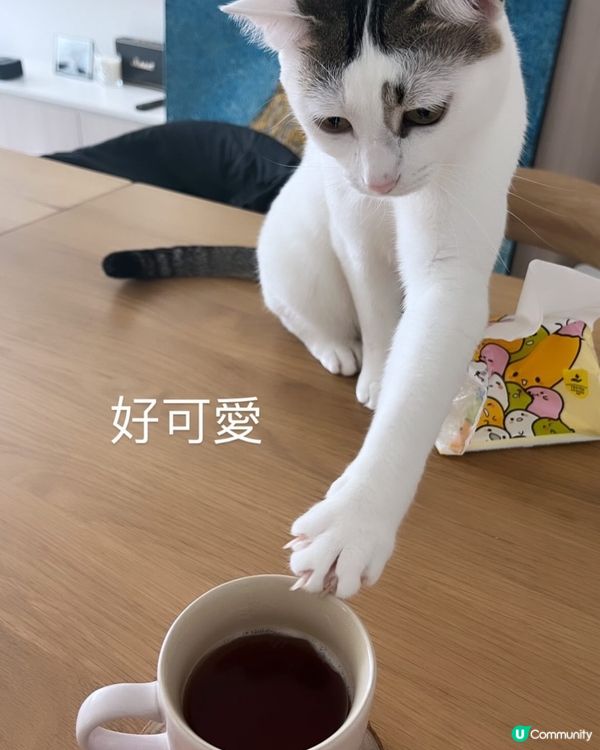 壞過凱婷嘅豬豬