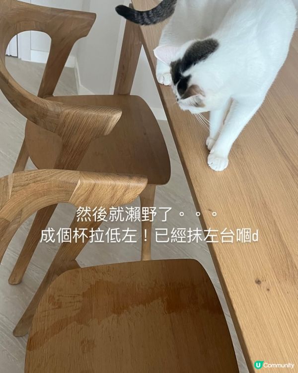 壞過凱婷嘅豬豬