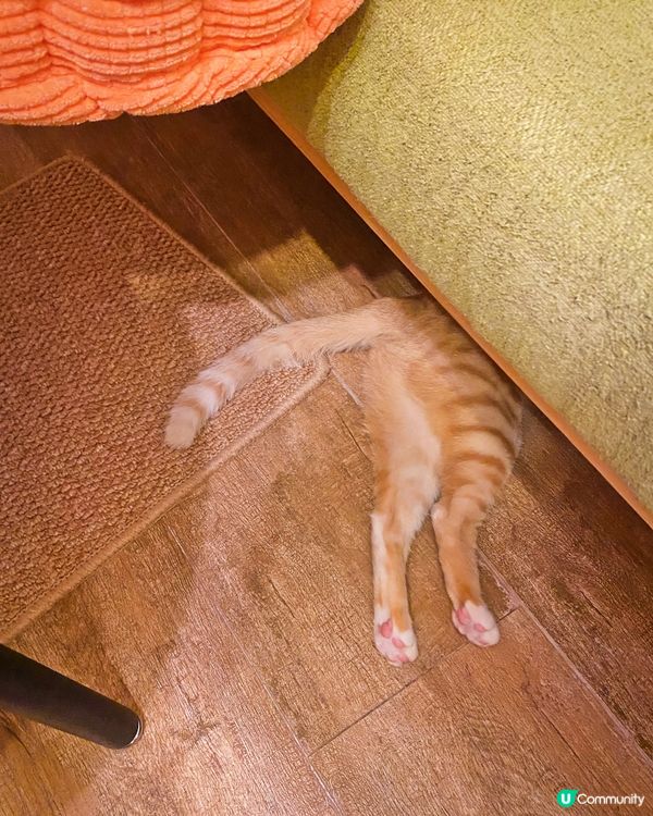 露出小屁屁~🐱👀