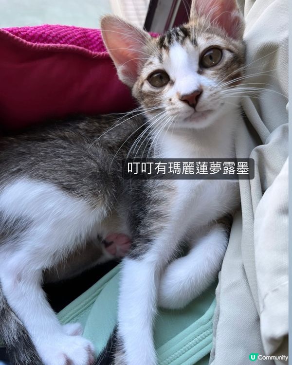 好似女仔嘅傻叮叮