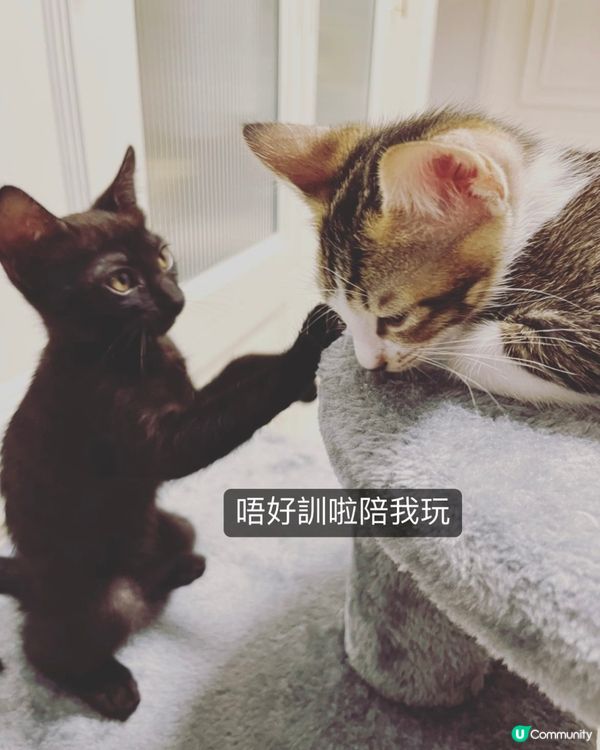 姐弟情 泰泰同叮叮