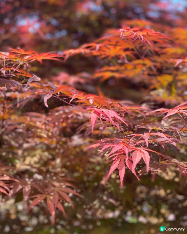 《打卡世外桃源》雲南沙溪古鎮