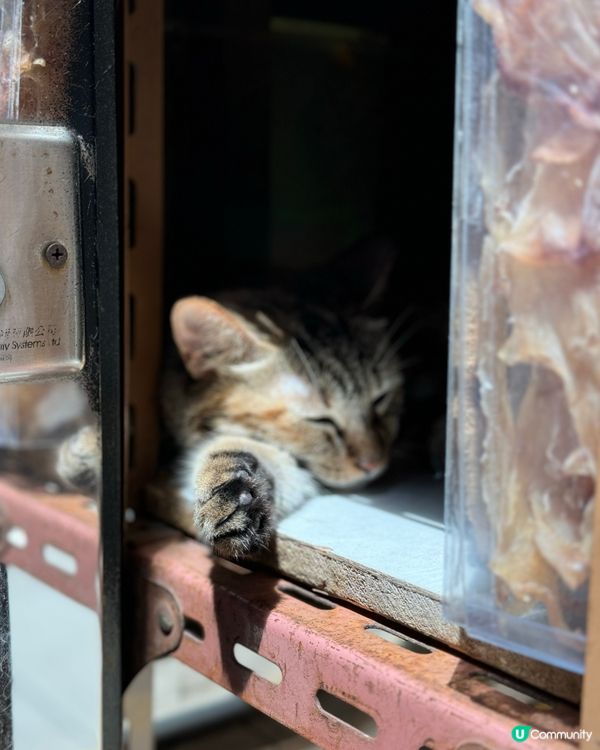 上環海味店的貓店主 星期日就係要瞓晏覺啦😽