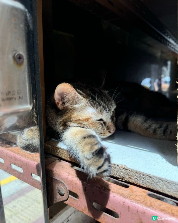 上環海味店的貓店主 星期日就係要瞓晏覺啦😽