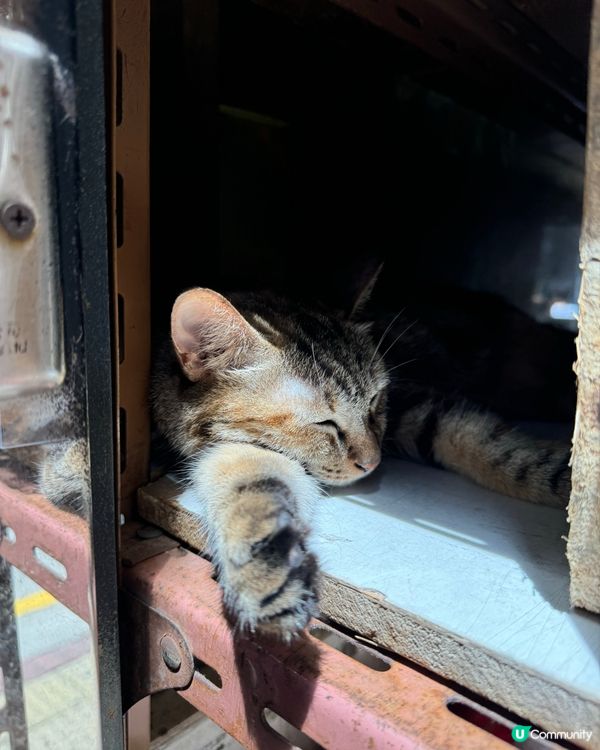 上環海味店的貓店主 星期日就係要瞓晏覺啦😽