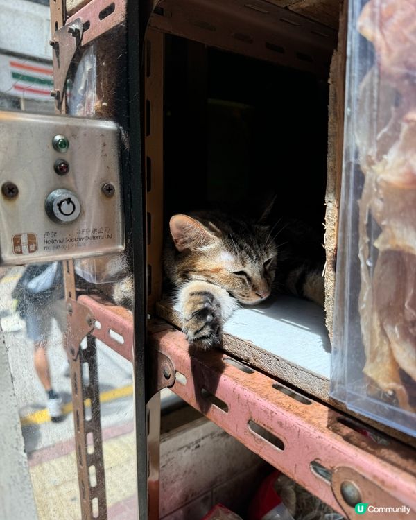 上環海味店的貓店主 星期日就係要瞓晏覺啦😽