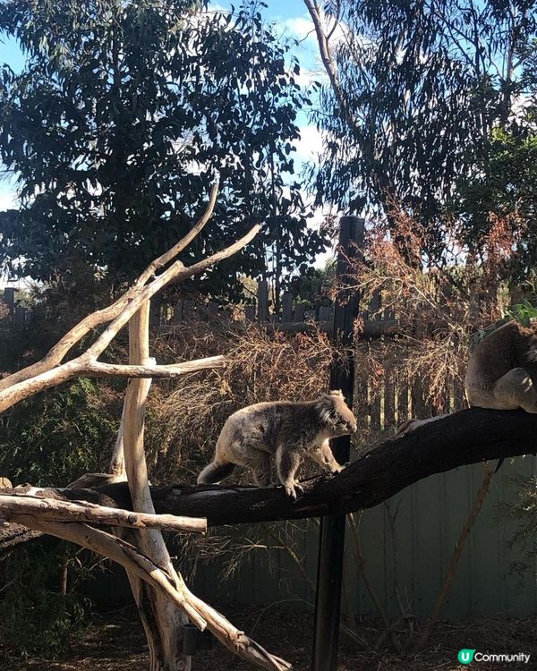 澳洲墨爾本自由行——澳洲本土動物保護園