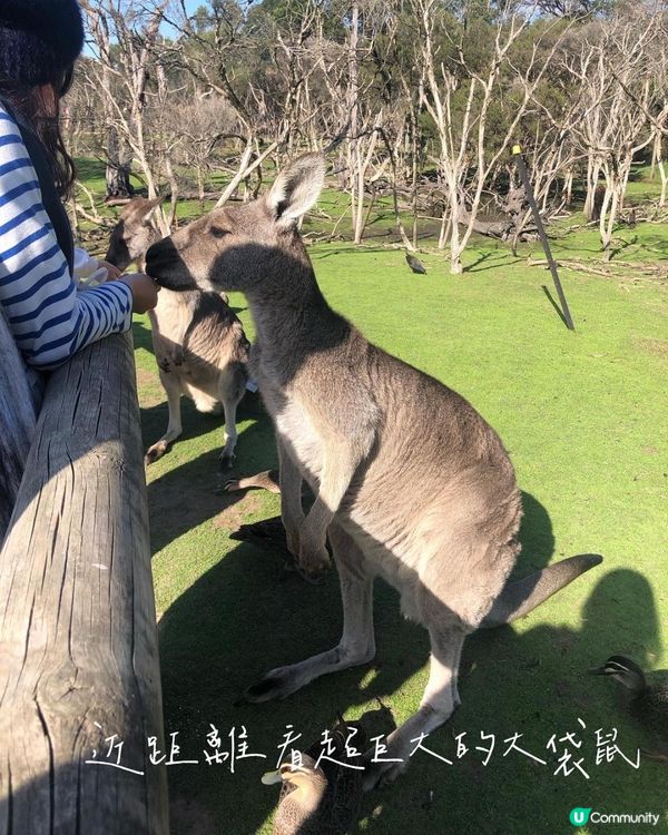 澳洲墨爾本自由行——澳洲本土動物保護園