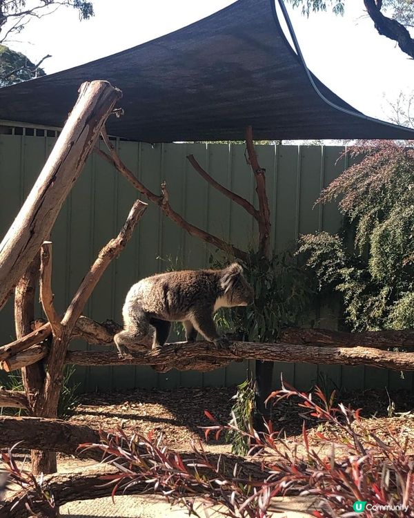 澳洲墨爾本自由行——澳洲本土動物保護園