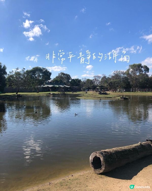 澳洲墨爾本自由行——澳洲本土動物保護園