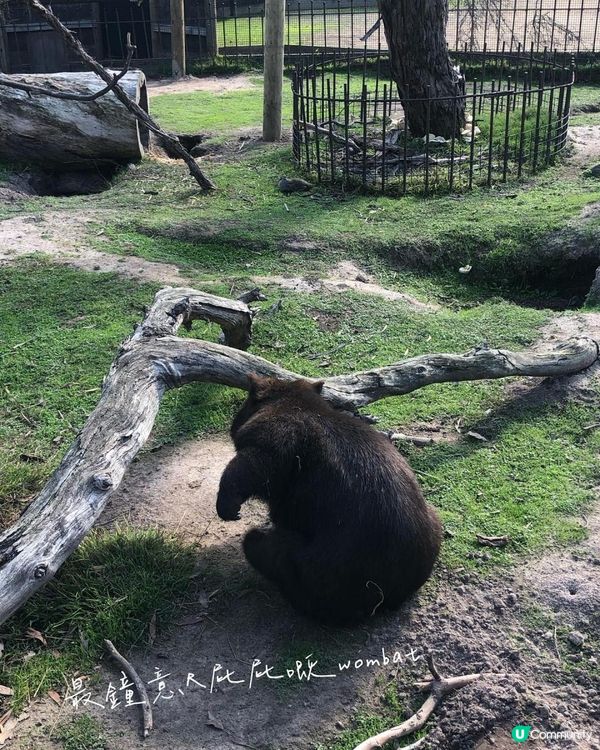 澳洲墨爾本自由行——澳洲本土動物保護園