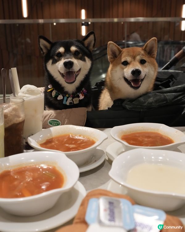 可以帶狗狗一齊去嘅鐵板牛扒🥩