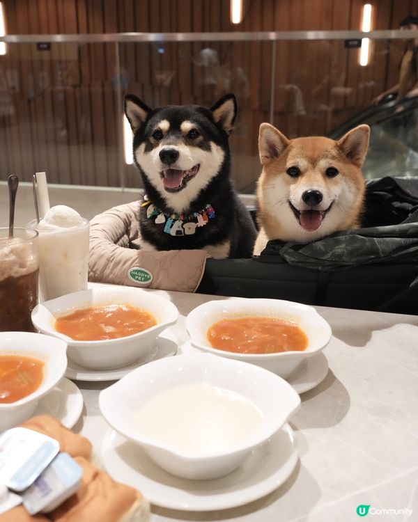 可以帶狗狗一齊去嘅鐵板牛扒🥩