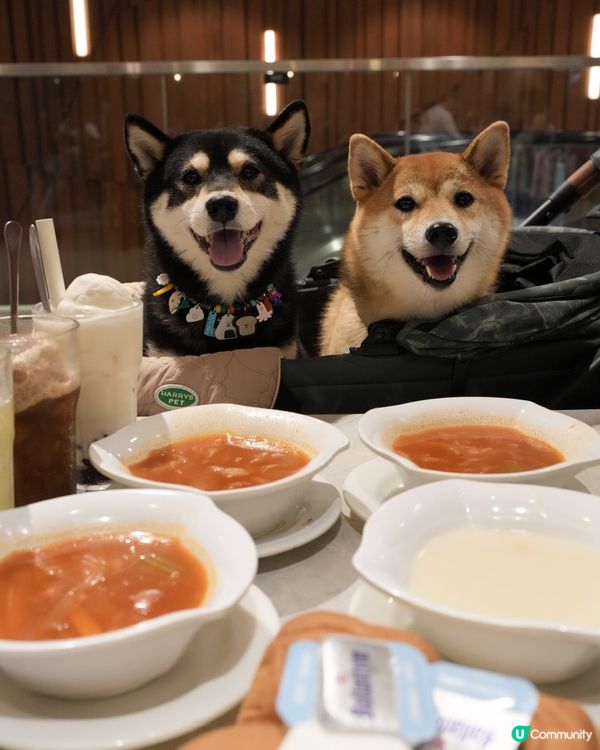 帶狗狗一齊去鋸扒🥩