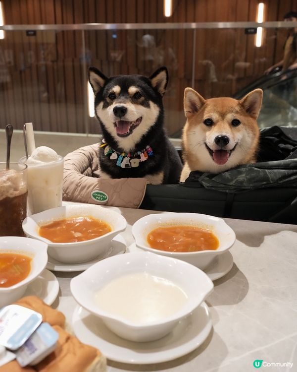 帶狗狗一齊去鋸扒🥩