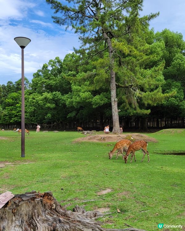 🦌眼球放鬆. 睇下鹿仔🦌