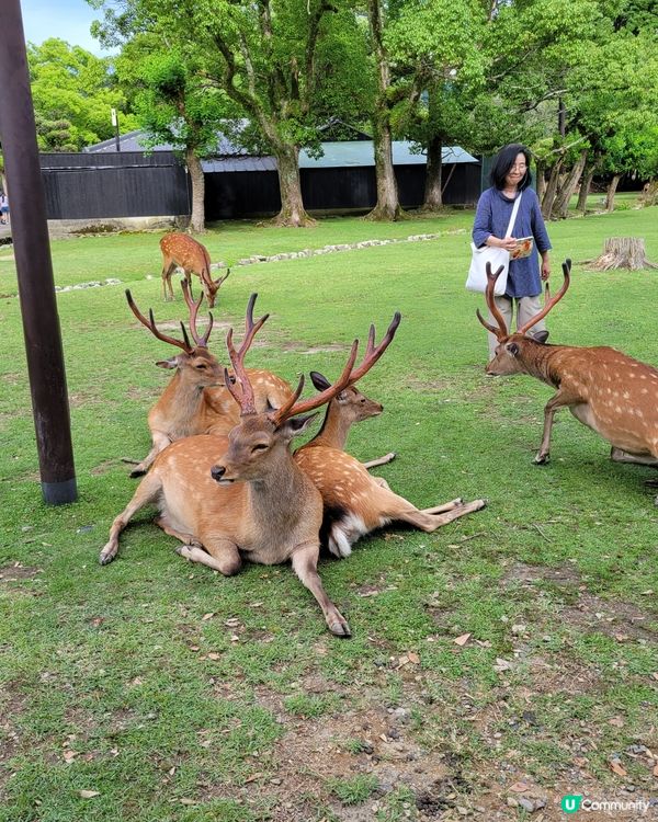 🦌眼球放鬆. 睇下鹿仔🦌