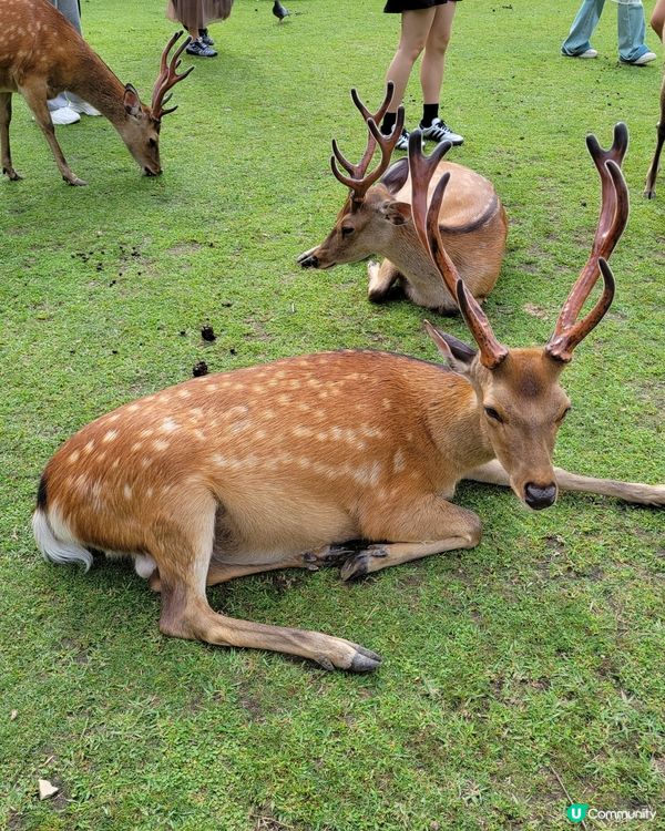 🦌眼球放鬆. 睇下鹿仔🦌