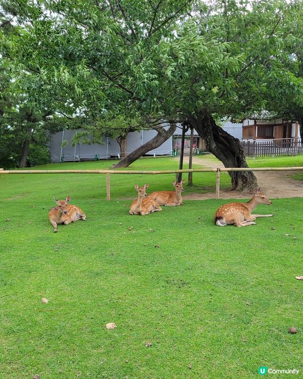 🦌眼球放鬆. 睇下鹿仔🦌