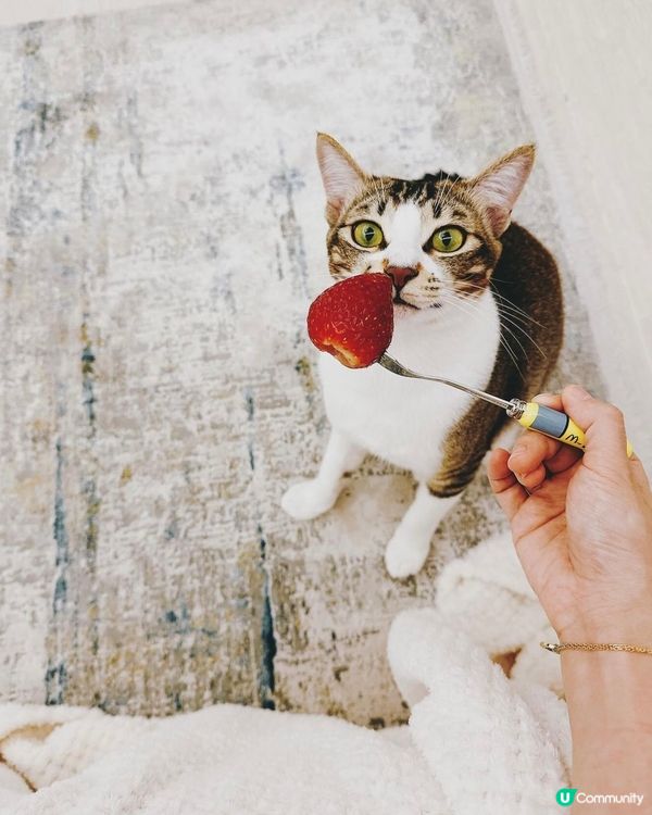 好圓好傻的叮叮