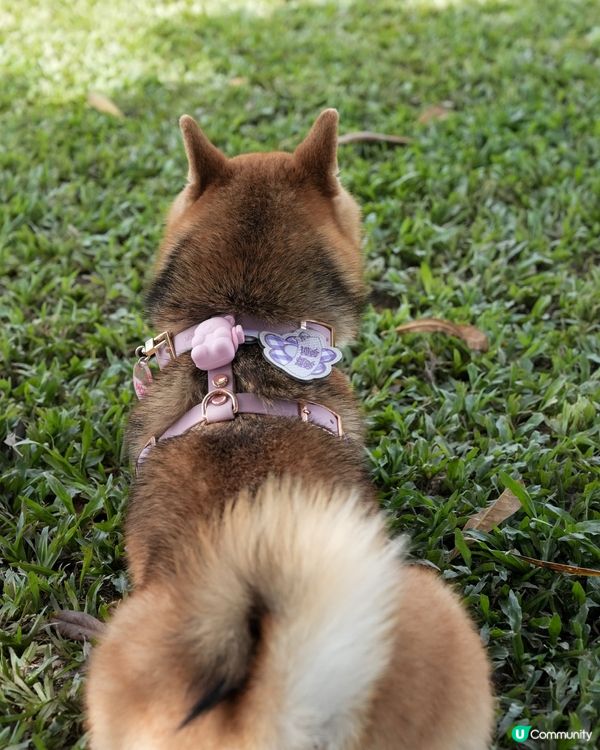 望住海旁跑草地