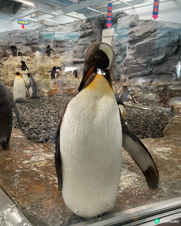 旭川動物園,最開心係見到企鵝🐧