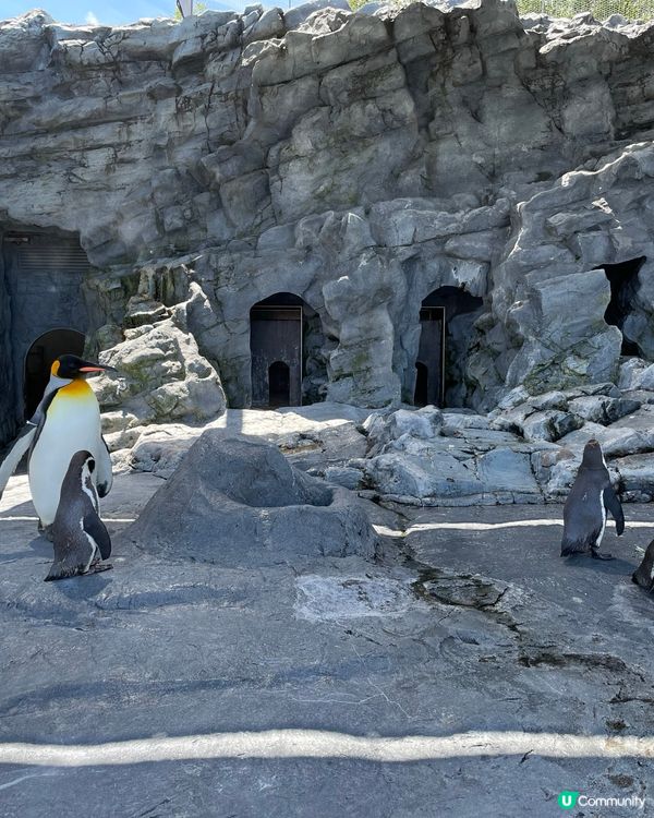 旭川動物園,最開心係見到企鵝🐧