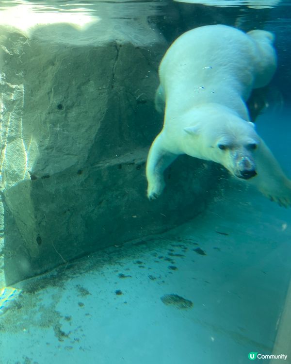 旭川動物園,最開心係見到企鵝🐧