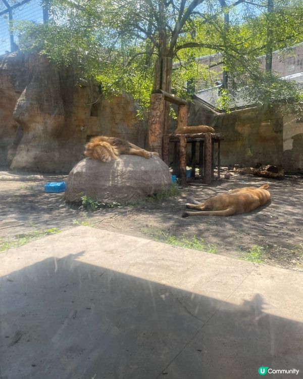 旭川動物園,最開心係見到企鵝🐧